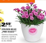 STAUDEN-NELKE "PINK KISSES" im Angebot bei OBI in Ingolstadt STAUDEN-NELKE "PINK KISSES" Angebote bei OBI Ingolstadt für 2,49 €