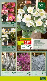 Aktueller Pflanzen Kölle Prospekt mit Blumen, "Ich mach's mir schön!", Seite 5