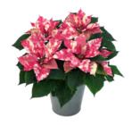 Fantasy Star im Angebot bei OBI in Frankenthal Fantasy Star Angebote von Grow by OBI bei OBI Frankenthal für 3,99 €