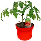 Tomatenpflanze "Historische Sorte" im Angebot bei REWE in Wismar Tomatenpflanze "Historische Sorte" Angebote von Qualität aus Deutschland bei REWE Wismar für 1,69 €