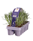 Lavendel angustifolia im Angebot bei Lidl in Mülheim Lavendel angustifolia Angebote bei Lidl Mülheim für 4,49 €
