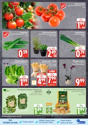 Aktueller EDEKA Prospekt mit Pflanzen, "Top Angebote", Seite 3