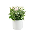 Rosier Carnaval rose et blanc avec cache-pot décoratif. diamètre 14 cm - BOTANIC® dans le catalogue Botanic