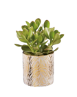 Succulentes en pot céramique «Gold white» en promo chez Lidl La Rochelle à 7,99 €