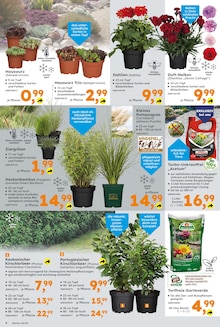 Pflanzen im Globus-Baumarkt Prospekt "Immer eine Idee besser" mit 20 Seiten (Krefeld)