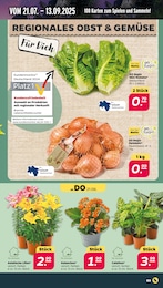 Garten im Netto mit dem Scottie Prospekt Günstig. Besser. Für Dich. auf S. 3