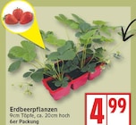Erdbeerpflanzen im Angebot bei EDEKA in Potsdam Erdbeerpflanzen Angebote bei EDEKA Potsdam für 4,99 €