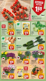 Pflanzen im REWE Prospekt in Dreieich Aktueller REWE Prospekt mit Pflanzen, "Dein Markt", Seite 9