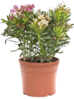 OLEANDER von GROW BY OBI für 8,99 € bei OBI im Angebot OLEANDER von GROW BY OBI im aktuellen OBI Prospekt