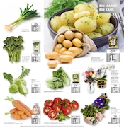 Aktueller Marktkauf Prospekt mit Pflanzen, "Aktuelle Angebote", Seite 5
