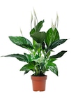Gamm vert Saintes - Promo Spathiphyllum "Sweet Ricardo" ECLOZ Promo Spathiphyllum "Sweet Ricardo" ECLOZ à 5,99 € dans le catalogue Gamm vert à Saintes