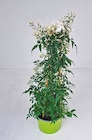 Duft-Jasmin Pyramide "Jasminum polyanthum" bei Netto mit dem Scottie im Seebad Ahlbeck Prospekt für 8,99 €