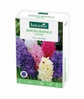 Jacinthe botanic - 8 bulbes - BOTANIC® en promo chez Botanic Jacinthe botanic - 8 bulbes - BOTANIC® dans le catalogue Botanic