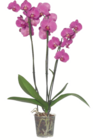 Aktuelles Schmetterlingsorchidee Angebot bei toom Baumarkt in Mannheim ab 12,99 €