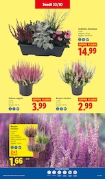 Prix et réduction Fleur En Pot dans le prospectus Lidl en cours Offre Fleur En Pot dans le catalogue Lidl du moment à la page 34
