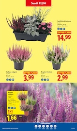 Promos Plantes dans le catalogue "LE MOIS TOUJOURS PLUS" de Lidl Plantes en promo dans le catalogue Lidl à la page 34
