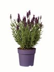 Aktuelles Lavendel stoechas Angebot bei Lidl in Bremen ab 2,79 €