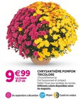 Chrysanthème Pompon Tricolore dans le catalogue Delbard