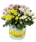 Promo Chrysanthèmes multifleurs à 1,29 € dans le catalogue Lidl à Andilly