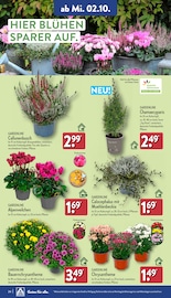 Aktueller ALDI Nord Prospekt mit Blumen, "Aktuelle Angebote", Seite 24