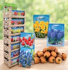 BLUMEN ZWIEBELN Angebote bei Wreesmann Dresden für 1,59 €