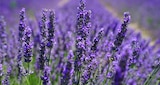 Aktuelle Lavendel Angebote bei OBI in Nürnberg Aktuelles Lavendel Angebot bei OBI in Nürnberg ab 3,99 €