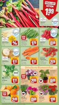 Blumen im REWE Prospekt "Dein Markt" mit 30 Seiten (Regensburg)