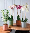 Orchidée 2 Tiges en promo chez Super U Alençon à 11,99 €