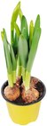 Aktuelle Blumen Angebote bei REWE in Magdeburg Aktuelles Narzisse Angebot bei REWE in Magdeburg ab 1,00 €