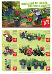 Aktueller Marktkauf Prospekt mit Pflanzenerde, "AUSWAHL RIESIG, PREISE NIEDRIG", Seite 8