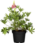 Lupine im Angebot bei OBI in Amberg Lupine Angebote von GROW by OBI bei OBI Amberg für 3,99 €