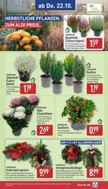 Blumen im ALDI Nord Prospekt in Gera Aktueller ALDI Nord Prospekt mit Blumen, "Aktuelle Angebote", Seite 29