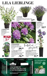 Rhododendron Angebot im aktuellen Dehner Garten-Center Prospekt auf Seite 16