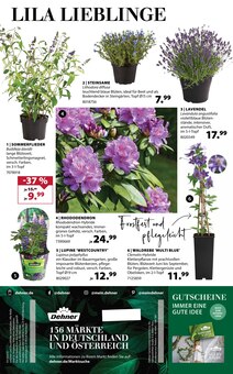 Lavendel im Dehner Garten-Center Prospekt "Jetzt wird's Dehner!" mit 16 Seiten (Dortmund)