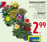 Sommerstauden im Angebot bei EDEKA in Heidenheim Sommerstauden Angebote bei EDEKA Heidenheim für 2,99 €