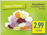 Chrysanthemen im Angebot bei diska in Dresden Chrysanthemen Angebote bei diska Dresden für 2,99 €