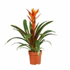 Vriesea ou Guzmania en promo chez Lidl Dijon à 5,29 €