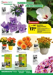 Stauden im Hagebaumarkt Prospekt in Germering Aktueller Hagebaumarkt Prospekt mit Stauden, "SPAR DICH INS SOMMERGLÜCK", Seite 6