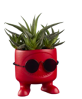Succulentes "Be Cool" - Lidl à Rueil-Malmaison Succulentes "Be Cool" en promo chez Lidl Rueil-Malmaison à 2,87 €