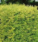 Gold-Liguster „Aureum“ von FloraSelf für 21,49 € bei Hornbach im Angebot Gold-Liguster „Aureum“ von FloraSelf im aktuellen Hornbach Prospekt
