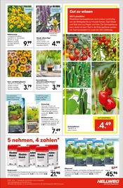 Ähnliche Angebote wie Mutterboden im Prospekt "Die Profi-Baumärkte" auf Seite 15 von Hellweg in Moers