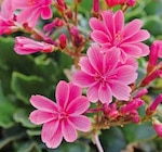 Bitterwurz Lewisia von  im aktuellen Pflanzen Kölle Prospekt für 3,49 €