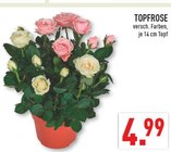 Topfrose im Marktkauf Prospekt Topfrose von  im aktuellen Marktkauf Prospekt fĂŒr 4,99 âŹ