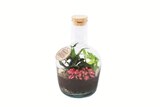 Pflanzen-Terrarium Angebote bei Lidl Coesfeld für 14,99 €