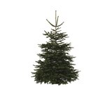 Sapin de Noël Nordmann 180-210 cm + bûche en promo chez Brico Dépôt Sapin de Noël Nordmann 180-210 cm + bûche dans le catalogue Brico Dépôt