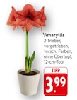 Aktuelle Pflanzen Angebote bei E center in Trier Aktuelles Amaryllis Angebot bei E center in Trier ab 3,99 €