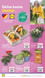 Aktueller Lidl Prospekt mit Kürbis, "LIDL LOHNT SICH", Seite 16