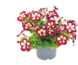 Petunien-Besonderheiten im Angebot bei toom Baumarkt in Wolfsburg Petunien-Besonderheiten Angebote bei toom Baumarkt Wolfsburg für 3,59 €