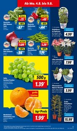 Ähnliche Angebote wie Obstbaum im Prospekt "LIDL LOHNT SICH" auf Seite 3 von Lidl in Hofheim
