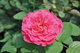 Exklusive Duft-Edelrose für 19,99 € bei Pflanzen Kölle im Angebot Exklusive Duft-Edelrose im aktuellen Pflanzen Kölle Prospekt